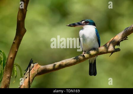 Collared Kingfisher - Todiramphus chloris medium-sized kingfisher subfamily Halcyoninae, the tree kingfishers, also known as the white-collared kingfi Stock Photo