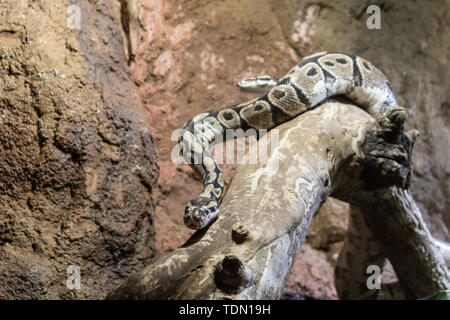 Two Python snakes on dry wood branch Stock Photo