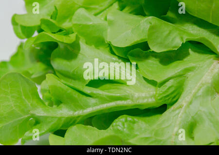 Green oak lettuce on white background Stock Photo