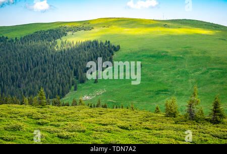 sheep grazing on green hills Stock Photo