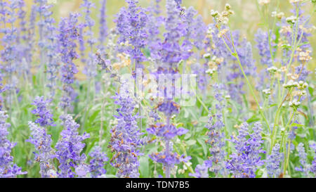 blue salvia (blue sage) flower. Beautiful violet flowers on the meadow with grass Stock Photo