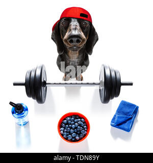 dog strength training equipment