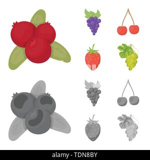blackberry,strawberry,cranberry,food,honeysuckle,grape,cherry,red,branch,gooseberry,berry,fruit,forest,redberry,fresh,cocktail,medicine,autumn,sweet,health,set,vector,icon,illustration,isolated,collection,design,element,graphic,sign, Vector Vectors , Stock Vector