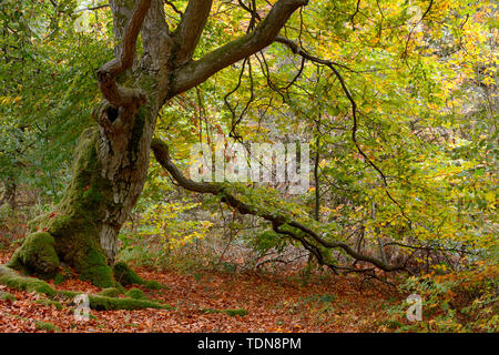 Alte Hutebuche, Fagus sylvatica, Hutewald Halloh bei Albertshausen, Bad Wildungen, Naturpark Kellerwald-Edersee, Hessen, Deutschland Stock Photo