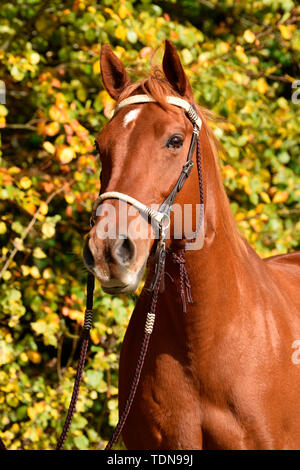 American Quarter Horse, Gelding, sorrell, bitless bridle Stock Photo