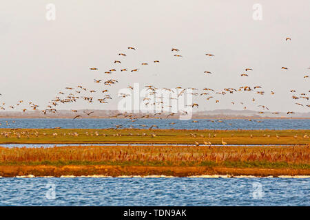 common crane, (Grus grus), wildlife, Nationalpark Vorpommersche Boddenlandschaft, Mecklenburg-Vorpommern, Germany Stock Photo