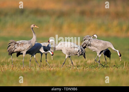 common crane, (Grus grus), wildlife, Nationalpark Vorpommersche Boddenlandschaft, Mecklenburg-Vorpommern, Germany Stock Photo