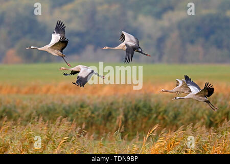 common crane, (Grus grus), wildlife, Nationalpark Vorpommersche Boddenlandschaft, Mecklenburg-Vorpommern, Germany Stock Photo