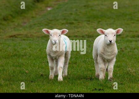 Domestic Sheep, lambs at deik, Nordstrand, Schleswig-Holstein, Germany Stock Photo