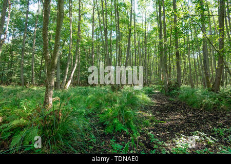 swamp forest, Western Pomerania Lagoon Area National Park, Fischland-Darss-Zingst, Mecklenburg-Western Pomerania, Germany, Europe, (Alnus glutinosa) Stock Photo