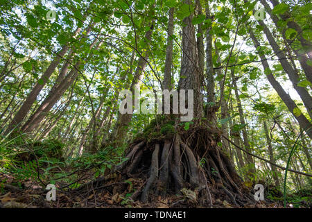 swamp forest, Western Pomerania Lagoon Area National Park, Fischland-Darss-Zingst, Mecklenburg-Western Pomerania, Germany, Europe, (Alnus glutinosa) Stock Photo