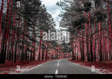 Empty road passing through the coniferous forest. Stock Photo