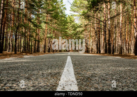 Empty road passing through the coniferous forest. Stock Photo