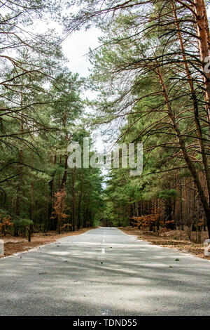 Empty road passing through the coniferous forest. Stock Photo