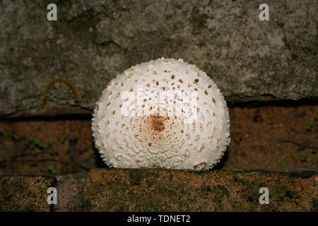 Green-spored parasol (Chlorophyllum molybdites), aka false parasol, green-spored Lepiota and vomiter, is a widespread poisonous mushroom Stock Photo