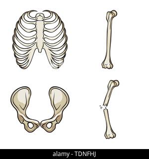 rib,hip,fracture,cage,broken,joint,pain,xray,fibula,pelvis,bias,body,shin,surgery,injury,spine,tibia,healthy,connective,sternum,femur,musculoskeletal,breastbone,leg,calcium,fiber,joints,scientific,muscle,bone,skeleton,anatomy,human,organs,medical,medicine,clinic,biology,set,vector,icon,illustration,isolated,collection,design,element,graphic,sign,cartoon,color Vector Vectors , Stock Vector