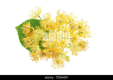 Linden flowers with leaf isolated on white background. Stock Photo