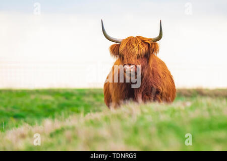 Closeup of brown red Highland cattle, Scottish cattle breed (Bos taurus) with long horns walking through heather in heathland. Stock Photo