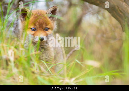 Wild young baby red fox cub  vulpes vulpes exploring a forest, selective focus technique used. Stock Photo