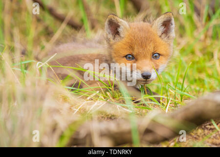 Wild young baby red fox cub  vulpes vulpes exploring a forest, selective focus technique used. Stock Photo