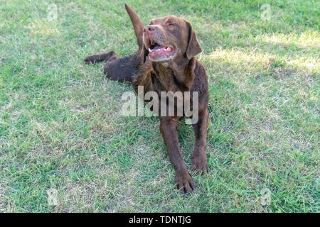 Chocolate lab play on the grass in Argentina Stock Photo
