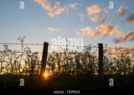 Anthriscus sylvestris. Cow parsley and a barbed wire fence silhouetted against a sunrise. Wiltshire, England