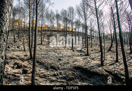 Burned forest after a huge fire in the south of Spain Stock Photo
