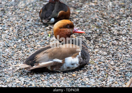 Red Crested Pochard resting on some gravel Stock Photo