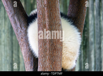 A lazy giant panda lying down. Stock Photo