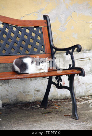 Cat is almost sleeping on the bank Stock Photo