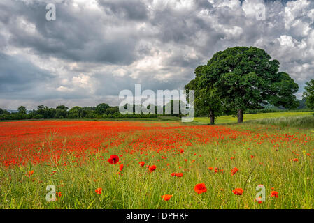 Aydon Castle poppy field in full bloom; Corbridge, Northumberland, England Stock Photo