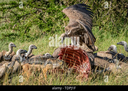 African white-backed vultures (Gyps africanus) feed on buffalo kill, Serengeti National Park; Tanzania Stock Photo