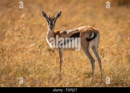 Young Thomson's gazelle (Eudorcas thomsonii) in grass watching camera, Serengeti National Park; Tanzania Stock Photo