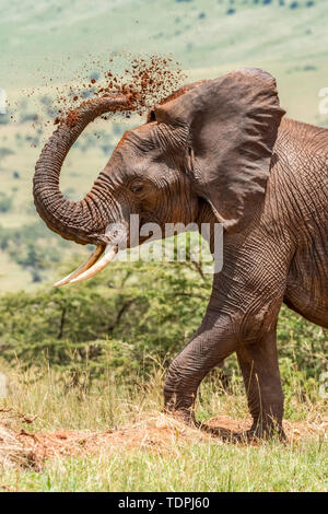 Close-up of African elephant (Loxodonta africana) enjoying dust bath, Serengeti National Park; Tanzania