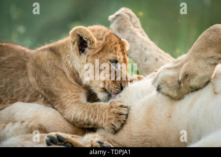 Close-up of lioness (Panthera leo) on back with suckling cub, Serengeti National Park; Tanzania Stock Photo