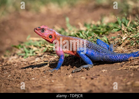 Close-up of Spider-Man agama (Agama mwanzae) crouched on ground, Serengeti National Park; Tanzania Stock Photo