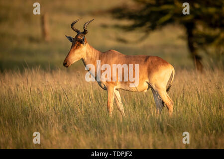 Coke's hartebeest (Alcelaphus buselaphus cokii) standing in grass at dawn, Serengeti National Park; Tanzania Stock Photo