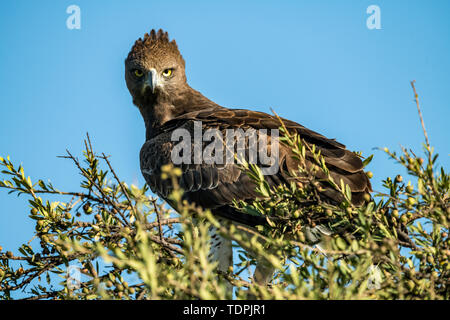 Martial eagle (Polemaetus bellicosus) staring at camera from treetop, Serengeti National Park; Tanzania Stock Photo