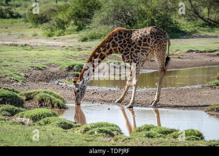 Masai giraffe (Giraffa camelopardalis tippelskirchii) bending to drink from stream, Serengeti National Park; Tanzania Stock Photo