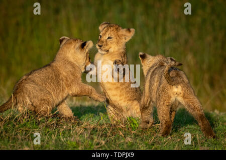Three lion (Panthera leo) cubs play fighting on grass, Serengeti National Park; Tanzania Stock Photo
