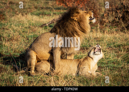 Two mating lions (Panthera leo) growling at each other, Serengeti National Park; Tanzania Stock Photo