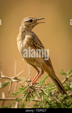 Grassland pipit (Anthus cinnamomeus) on thorny branch turning head, Serengeti National Park; Tanzania Stock Photo