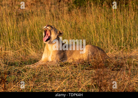 Lioness (Panthera leo) lies yawning in grass facing left, Serengeti National Park; Tanzania Stock Photo