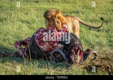 Male lion (Panthera leo) feeds on bloody buffalo carcass, Serengeti National Park; Tanzania Stock Photo