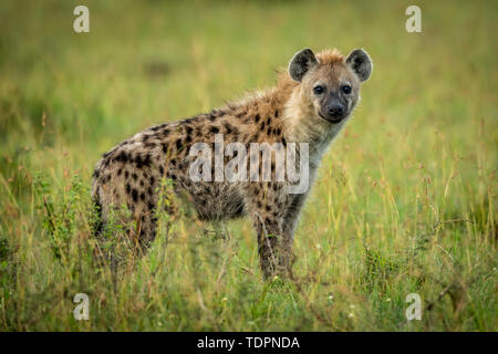 Spotted hyena (Crocuta crocuta) stands in grass watching camera, Serengeti National Park; Tanzania Stock Photo
