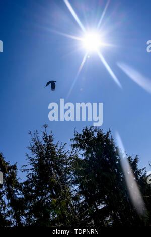 Bird and sunburst in a blue sky above the treetops, Mount Seymour Provincial Park; Vancouver, British Columbia, Canada Stock Photo