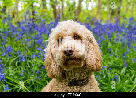 Portrait of a Goldendoodle dog with wildflowers in the background; South Shields, Tyne and Wear, England Stock Photo