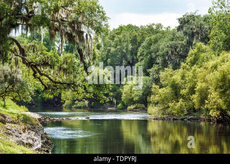 Florida,Zolfo Springs,Peace River,Hardee County Wildlife Refuge,riverbanks,trees,vegetation,calm water,Spanish moss,FL190510038 Stock Photo