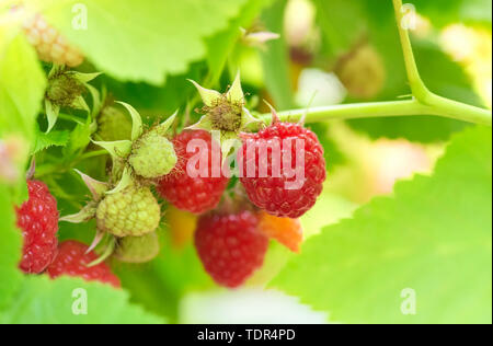 A closeup photo of ripe raspberries growing on a branch. Stock Photo