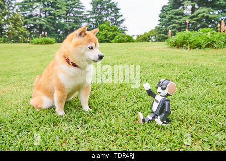 Shiba Inu dog at a city park Stock Photo